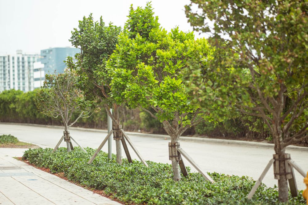 Landscape for Arazoza Brothers Corporation in Miami, FL