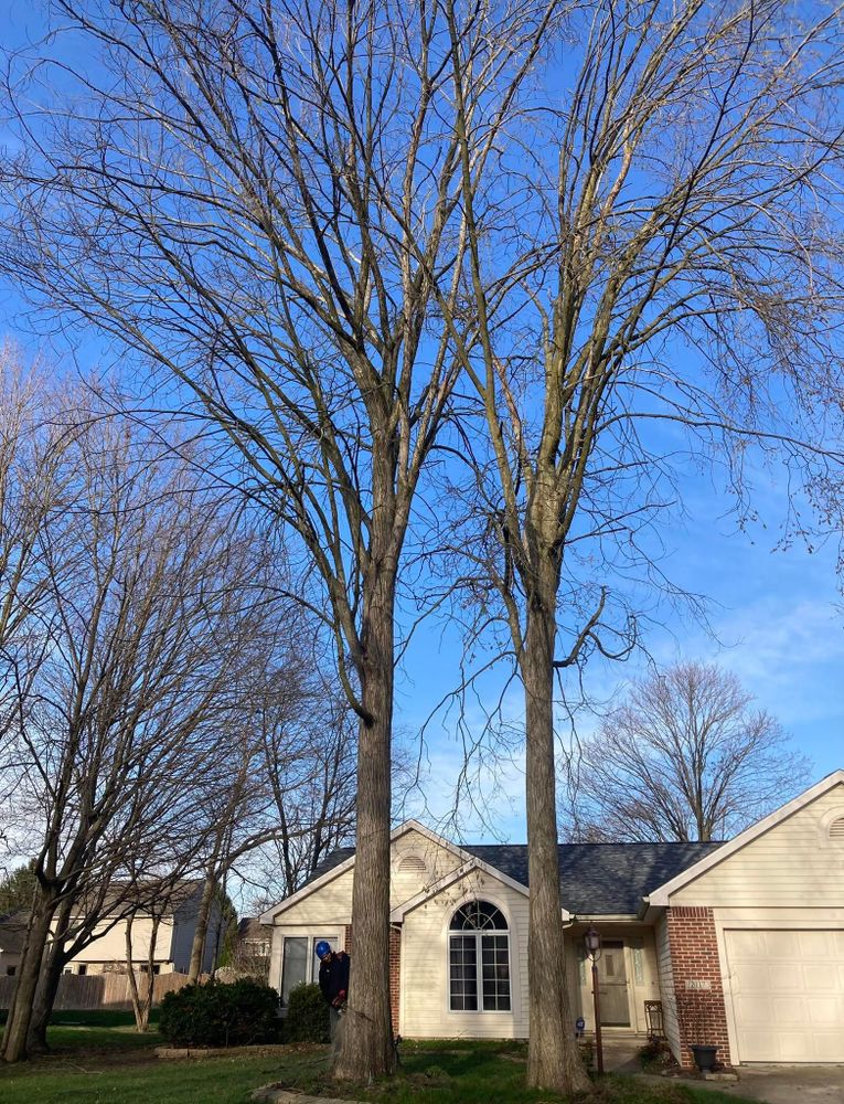 All Photos for Summit Tree Care LLC in Fort Wayne, IN