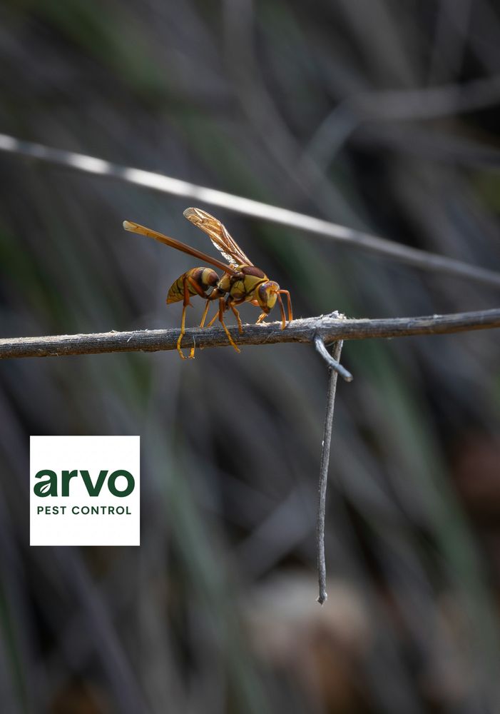 All Photos for Arvo Pest Control in Sandy, UT