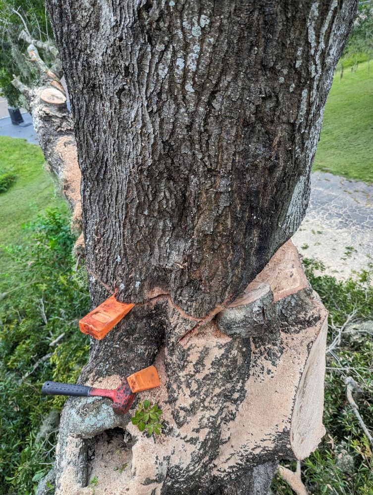 All Photos for Regal Tree Service and Stump Grinding in Wauchula, FL
