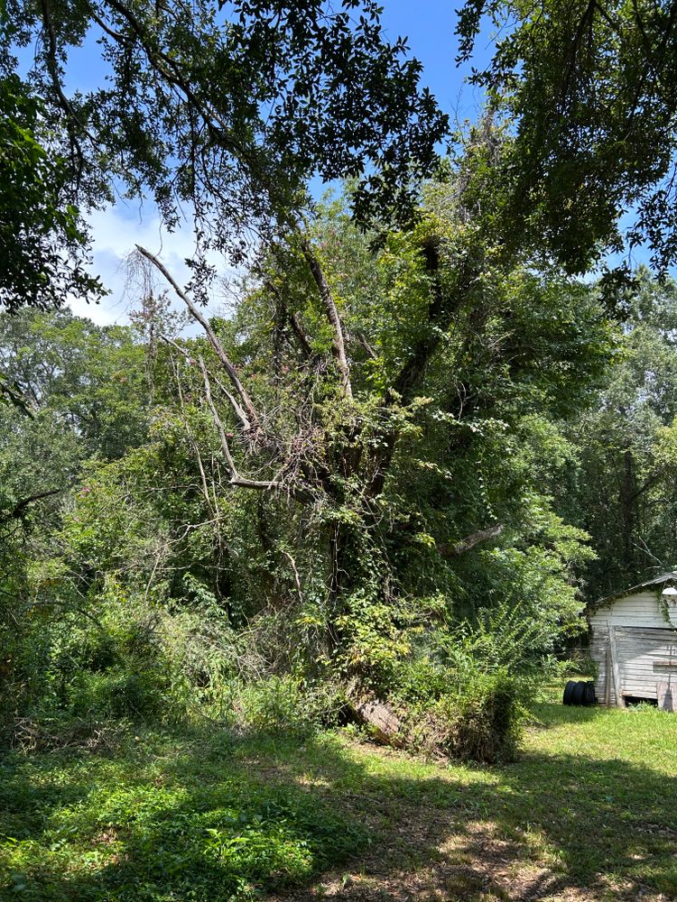 Tree Removal for Broadway & McMullen Construction in Hattiesburg, MS