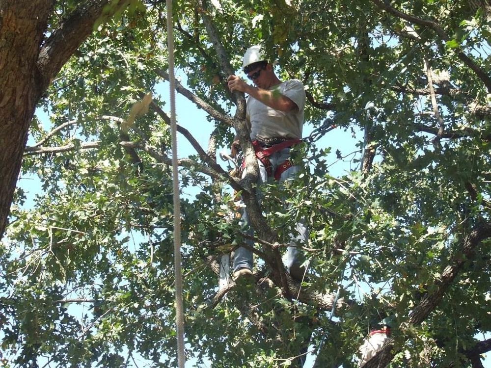 All Photos for TLC Professional Tree Service in Bedford, TX
