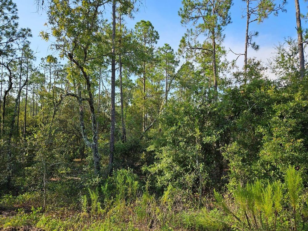 All Photos for J & E Land Clearing, LLC. in Dunnellon, FL