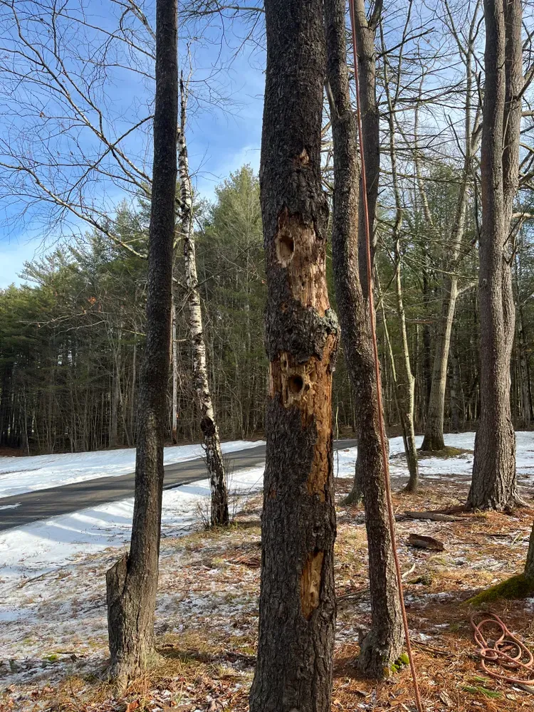 All Photos for Licensed to Cut Tree Service in Athens, PA