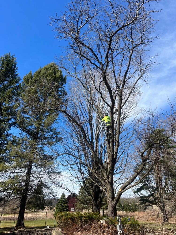All Photos for Sterlings Tree Removal in Cobleskill, New York