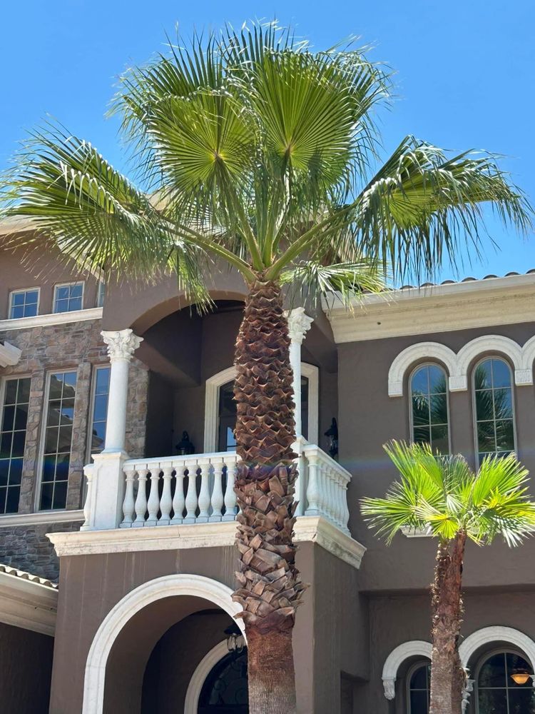 Tree Removal for A-1 Arbor Tech in Groveland, FL