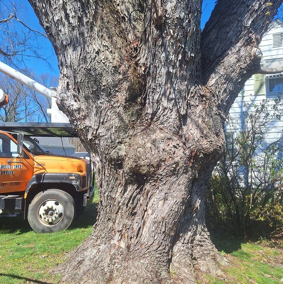 Tree Removal for Mitchell's Tree Service in North Brookfield, MA
