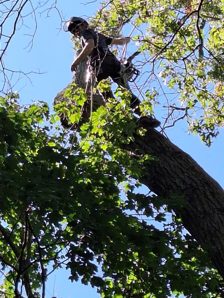 All Photos for Highborn Tree Service in Wheatfield, IN