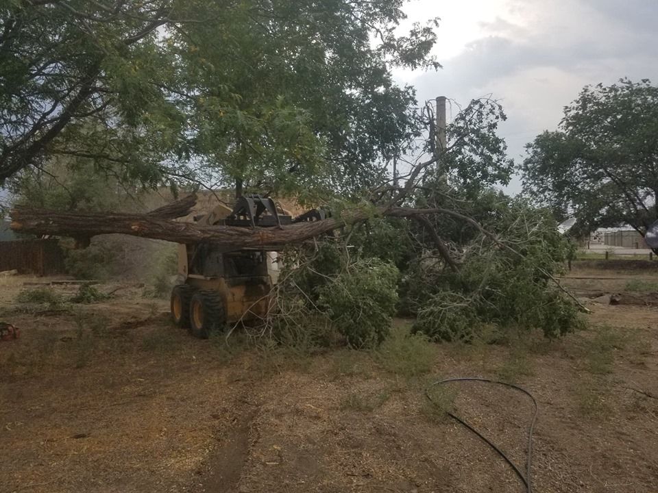 Tree Removal for Langston Tree & Landscape in Canon City, CO