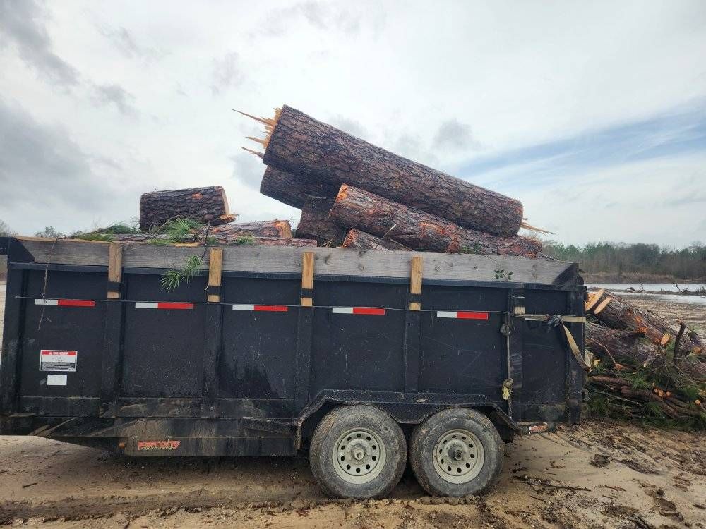 Tree Removal for David's Tree Service in Slidell, LA