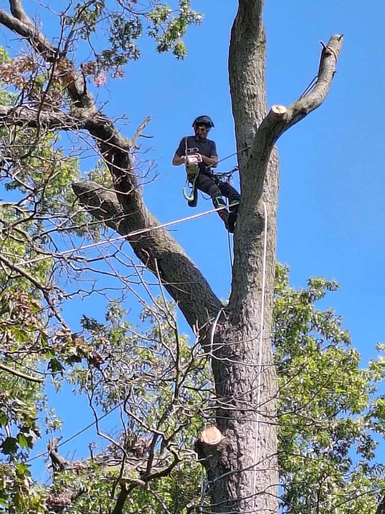 All Photos for Highborn Tree Service in Wheatfield, IN