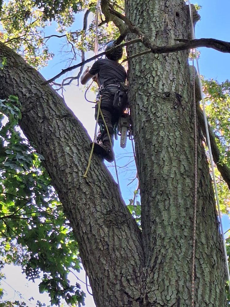 All Photos for Highborn Tree Service in Wheatfield, IN