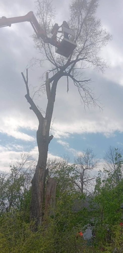 Tree Removal for Lawn Ranger Yard And Tree Service in Ottumwa, IA