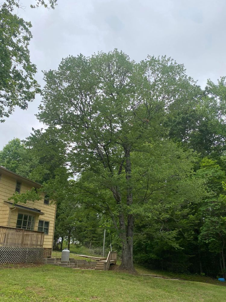 Tree Removal for Ascending Tree Service LLC in Kenbridge, VA