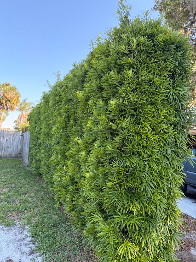 All Photos for Vanic's Landscaping in Port Orange, FL