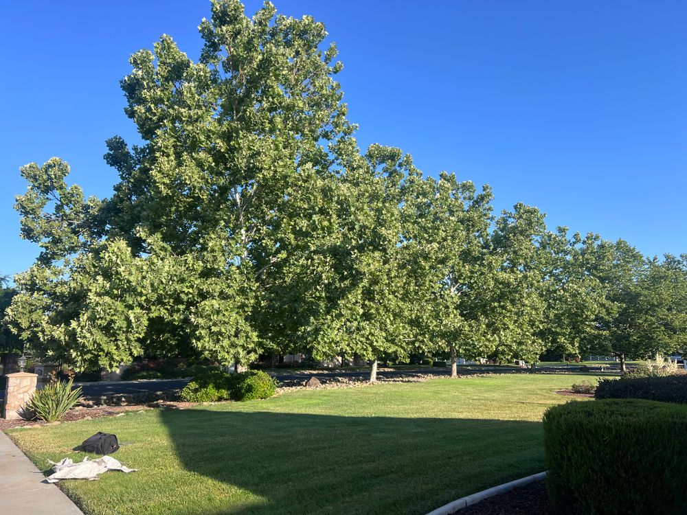 All Photos for Sammy's Tree Services in Sacramento, CA