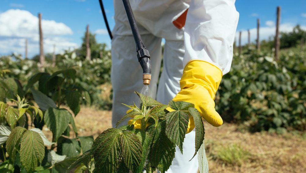Our Weed Control service removes invasive weeds and prevents regrowth, protecting your lawn, garden beds, and landscape health while keeping your property neat, attractive, and easier to maintain year-round. for LawnTherapy in Lawrenceville, VA
