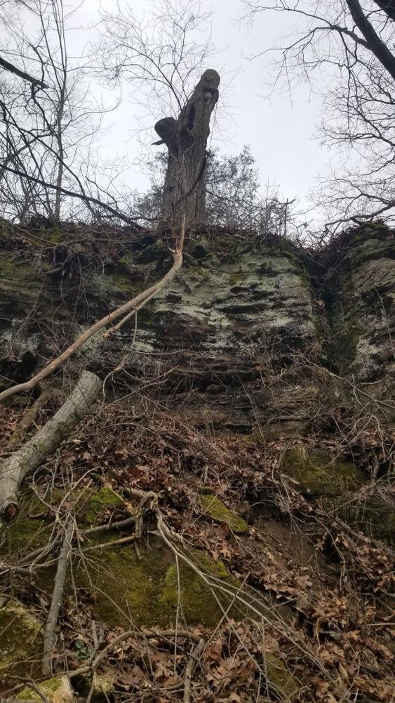 All Photos for Advanced Tree Solutions in Rockville, IN