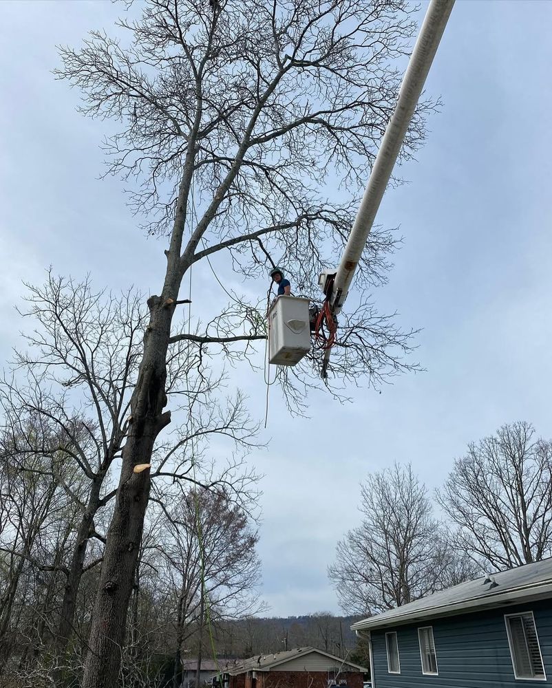 Enhance your landscape with our professional tree trimming service, ensuring healthy growth, improved aesthetics, and increased safety for your property. Our skilled team provides precise care to keep your trees thriving. for Revival Tree Management in Chattanooga, TN