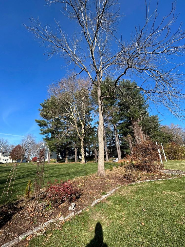 Enhance your property's safety and beauty with our expert tree trimming service, ensuring healthier trees through precise cuts, promoting growth while preventing hazards from dead or overgrown branches. for DC TREE in Vernon, CT
