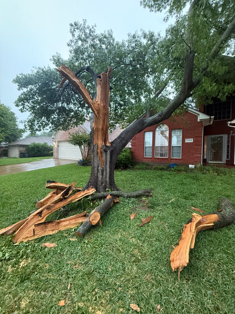 All Photos for Blu-J Tree Care in Arlington, TX