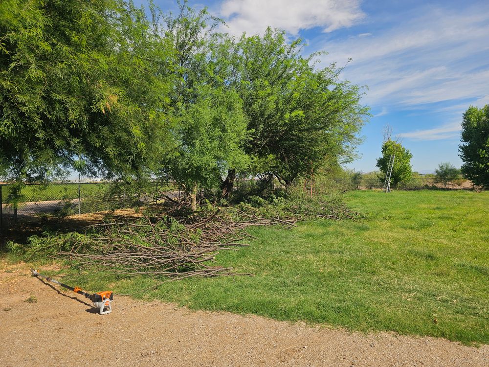 All Photos for T's Tree Service and Firewood in Apache Junction, AZ