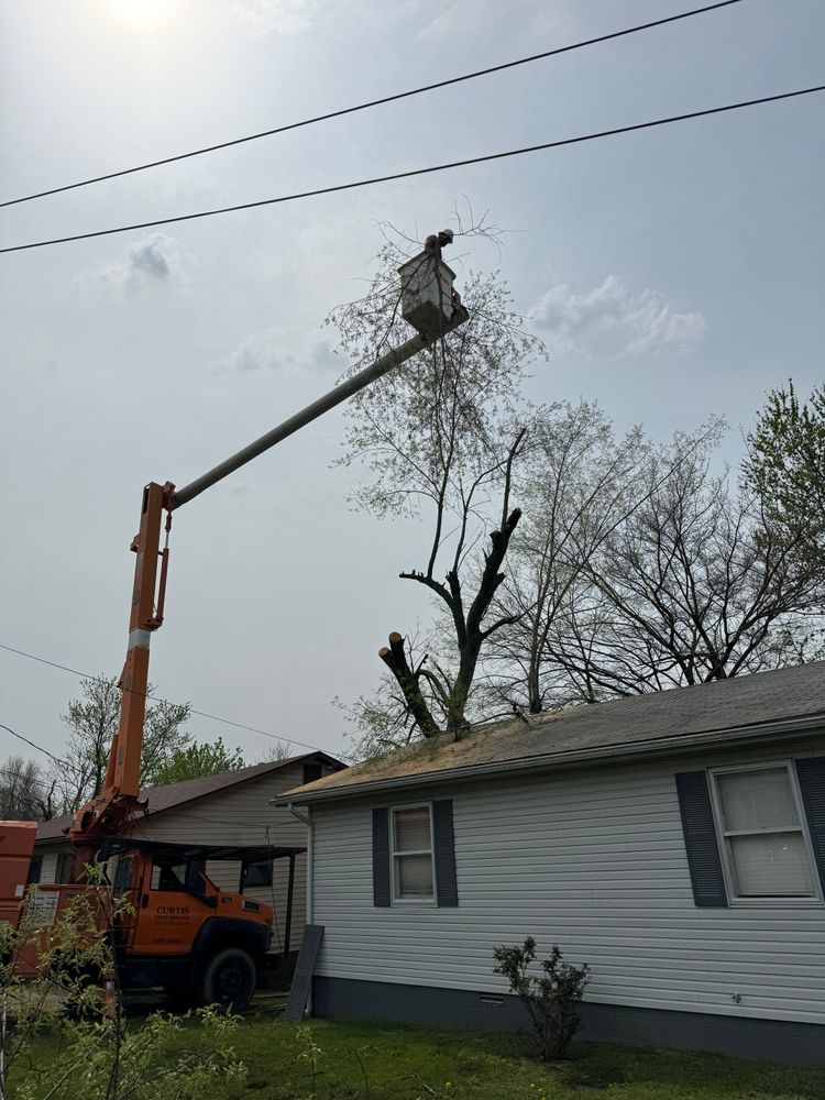 All Photos for Curtis Tree Service LLC in Hopkins County, KY