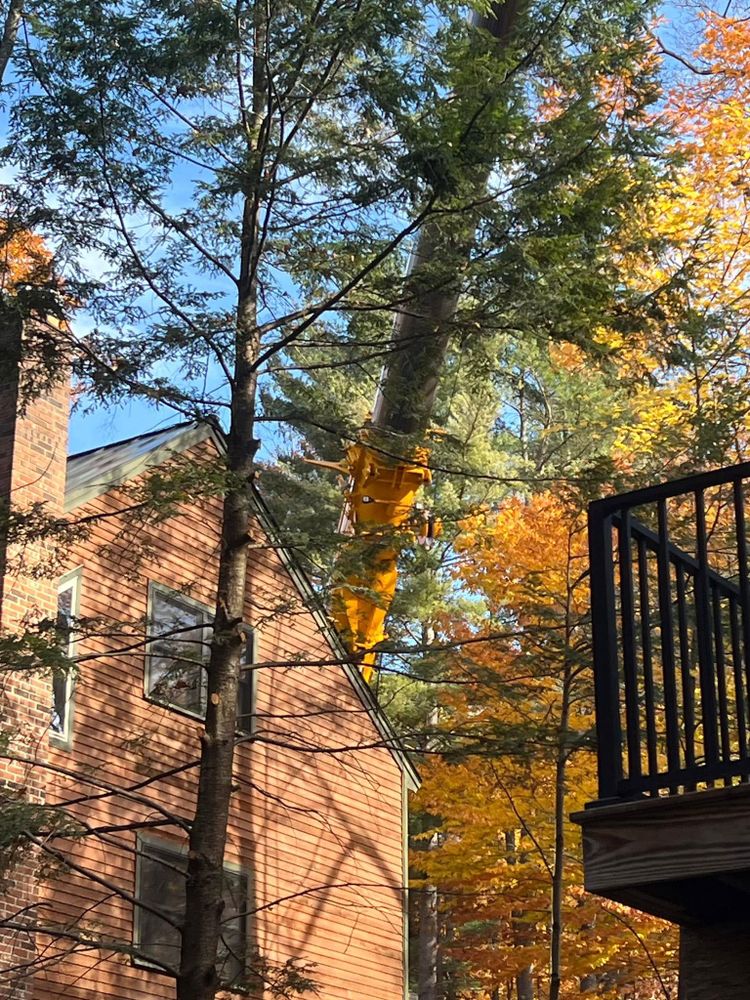 Our Forest Thinning service specializes in cutting small trees and underbrush to make your woods look like a state park, best done in the winter! 
 for Abair Tree Service in Weare, NH