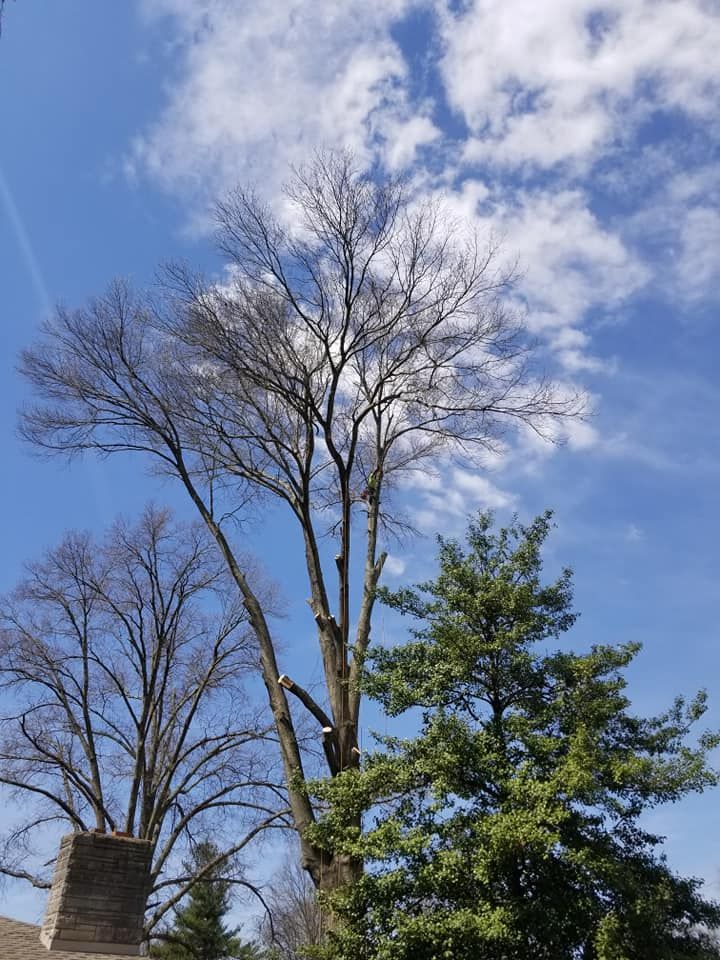 Tree Removal for Lightning Tree Service in Corydon, IN