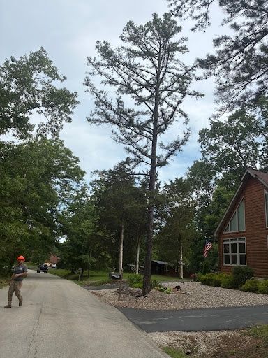 All Photos for Skys The Limit Tree Management in Morehead, KY