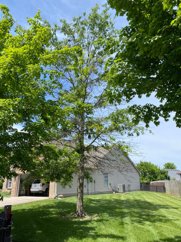 All Photos for Houtz Tree Service in Lexington, KY