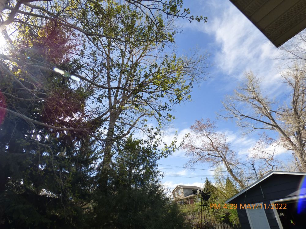 Tree Removal for Two Fellers Tree Service in Buffalo, WY