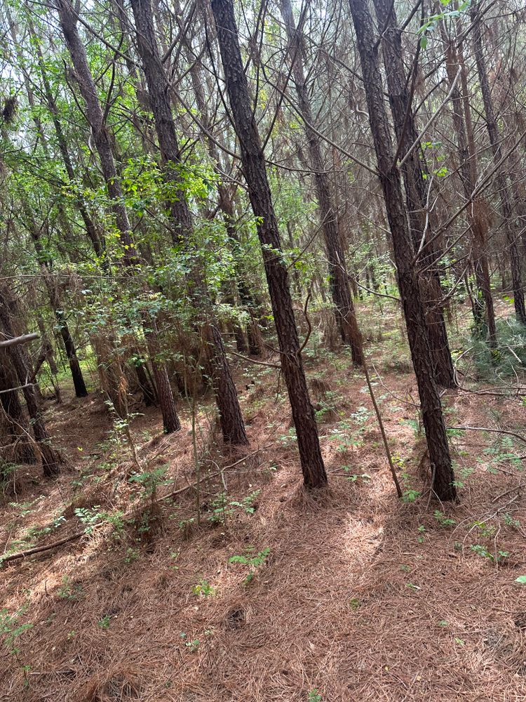 All Photos for A.P Land Management in Atlanta, Ga