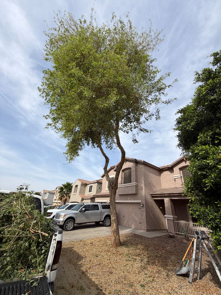 All Photos for Grand Canyon State Landscape Inc. in Surprise, AZ