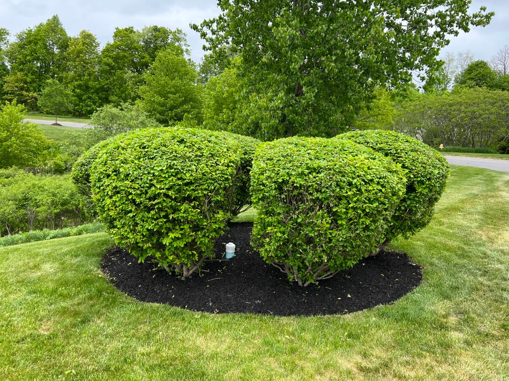 We offer professional shrub trimming services to help maintain your yard's appearance. Our experienced team can help keep your bushes and hedges looking neat and healthy. for Bumblebee Lawn Care LLC in Albany, New York