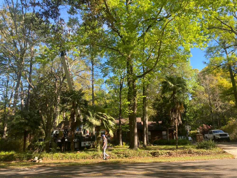 All Photos for Tates Tree Service in Tallahassee, FL