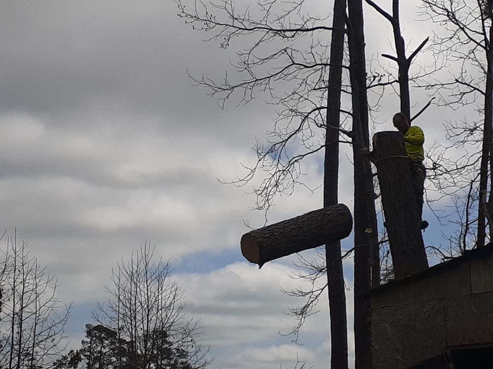 All Photos for Professional Tree Service USA in Chattanooga, TN