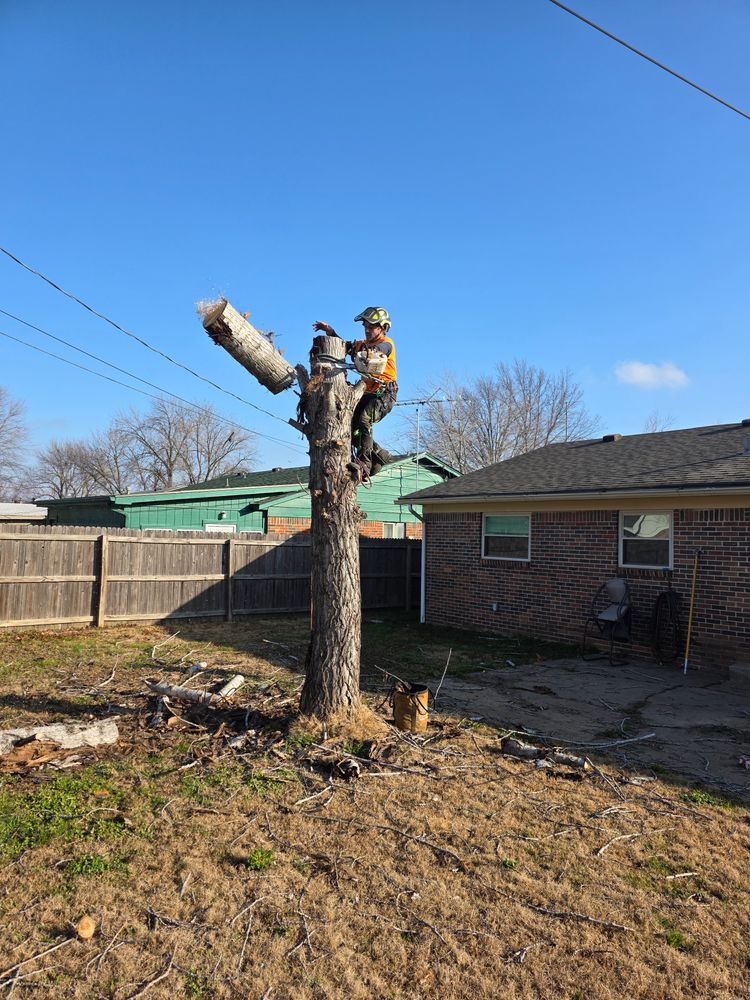 All Photos for Oklahoma Tree Guy in Bartlesville, OK