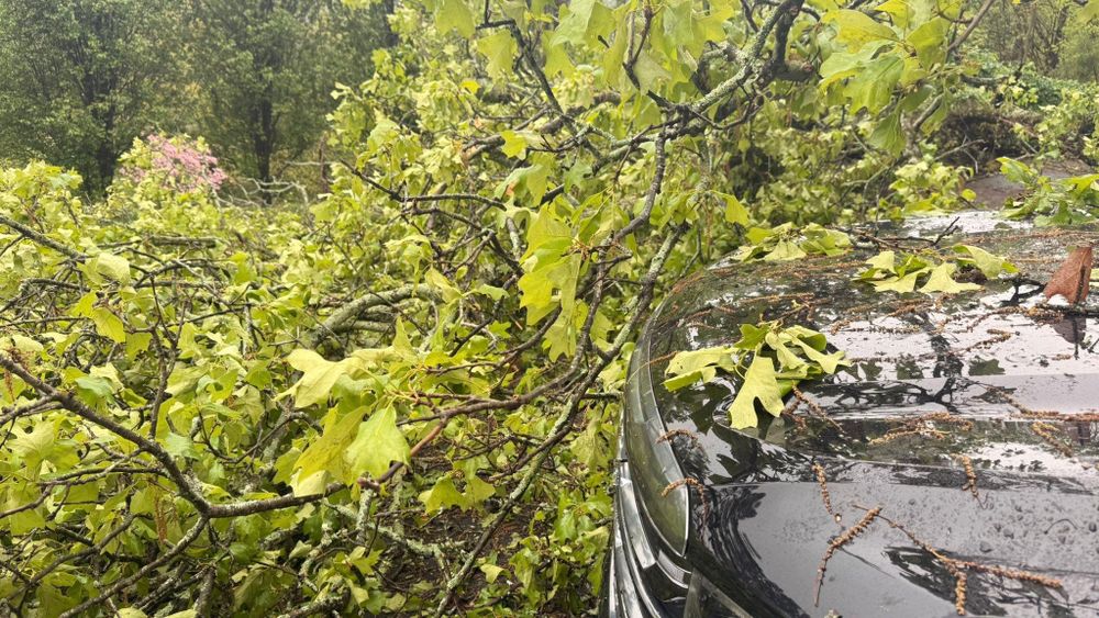 All Photos for Chipper's Tree Service  in Fort Payne, AL