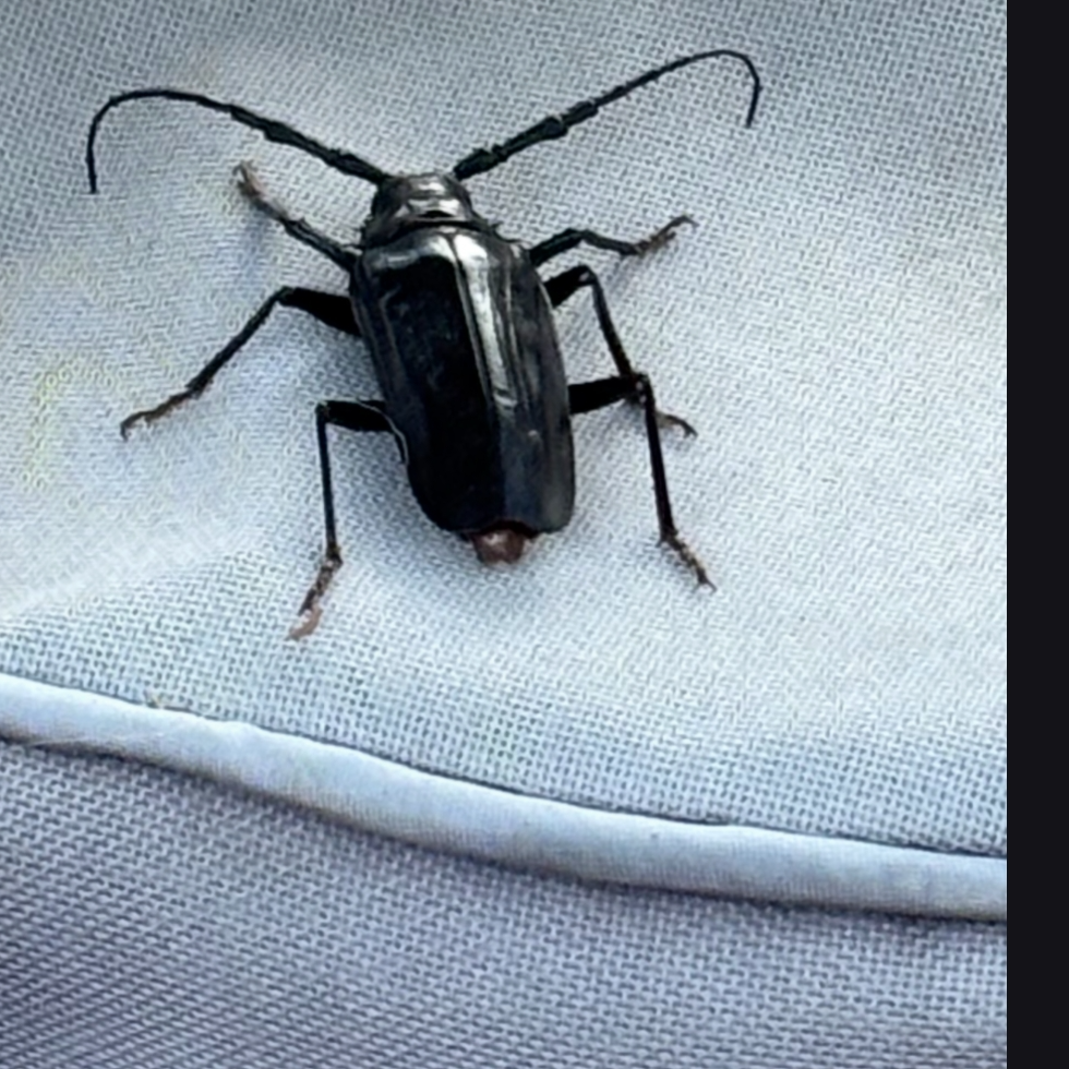 All Photos for Niko's Pest Control in Las Vegas, NV