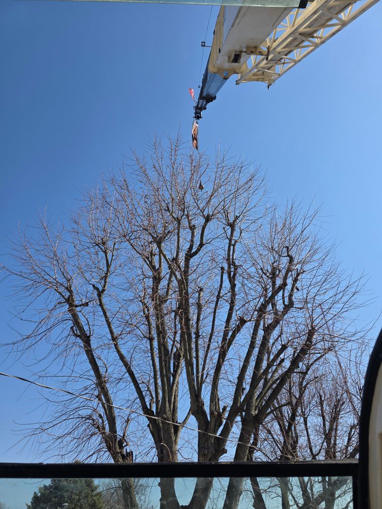 All Photos for Advanced Tree Solutions in Rockville, IN