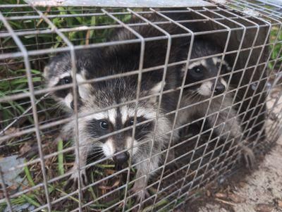 Raccoon Control for Toppers Wildlife Removal in Garland, TX