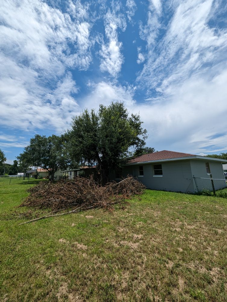All Photos for Regal Tree Service and Stump Grinding in Wauchula, FL