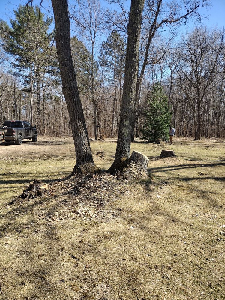 Tree Removal for Dan's tree service in Bemidji, MN