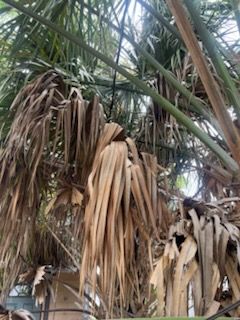 All Photos for Perfect MOs Landscaping in Hudson, FL