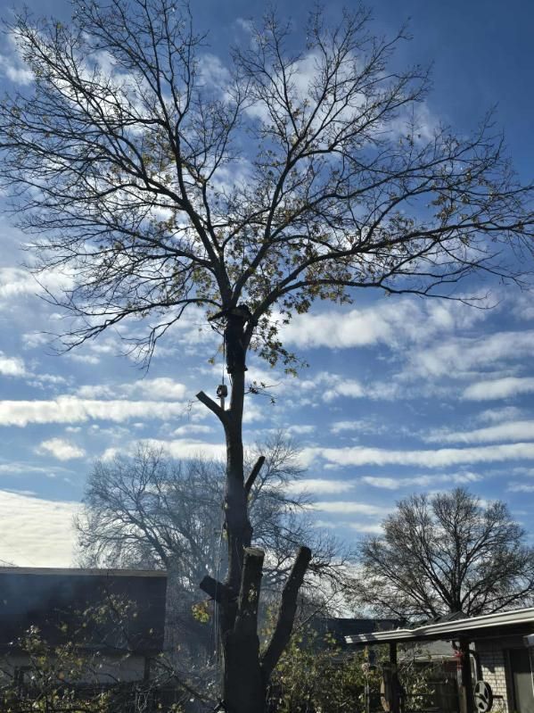 All Photos for Oklahoma Tree Guy in Bartlesville, OK