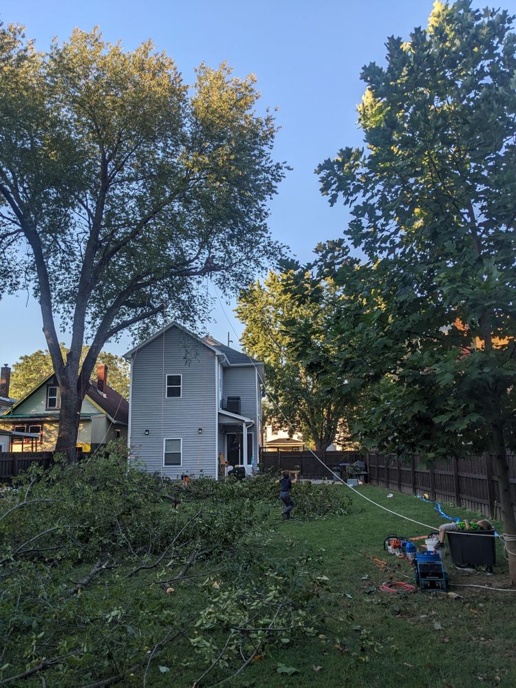 All Photos for Houtz Tree Service in Lexington, KY