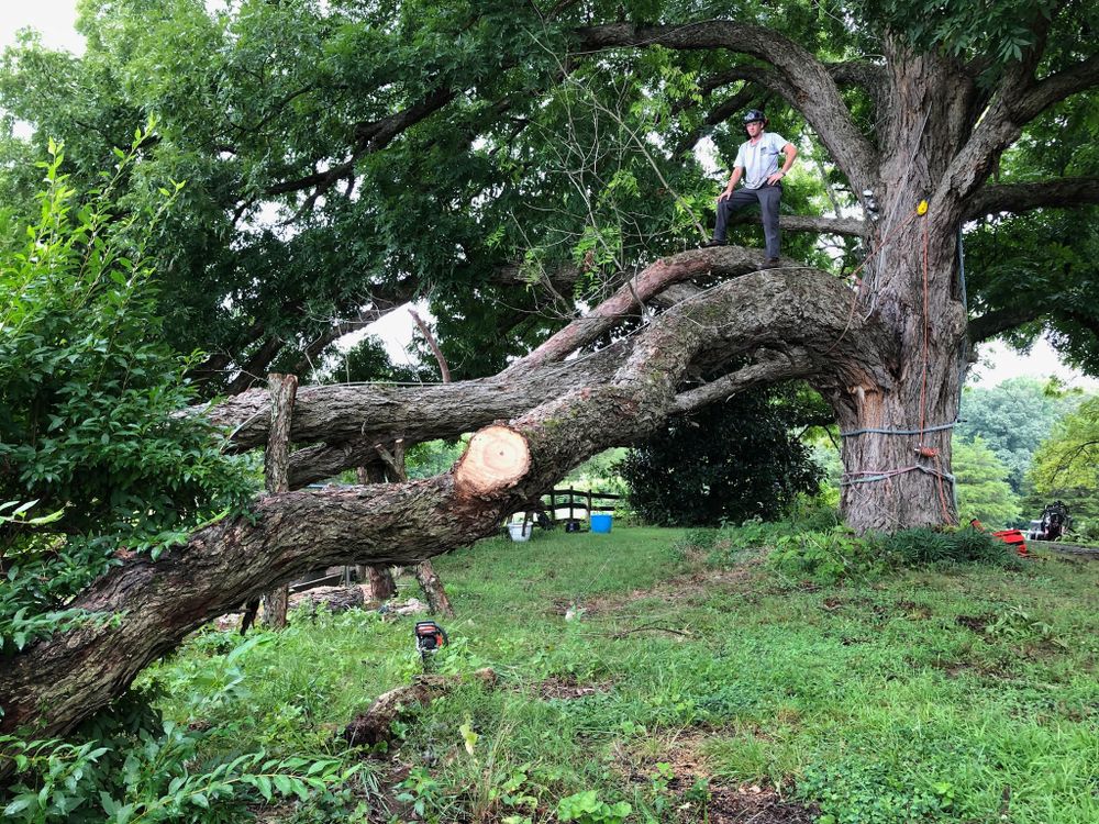 Tree Removal for Rawls Tree Care in Richmond, VA