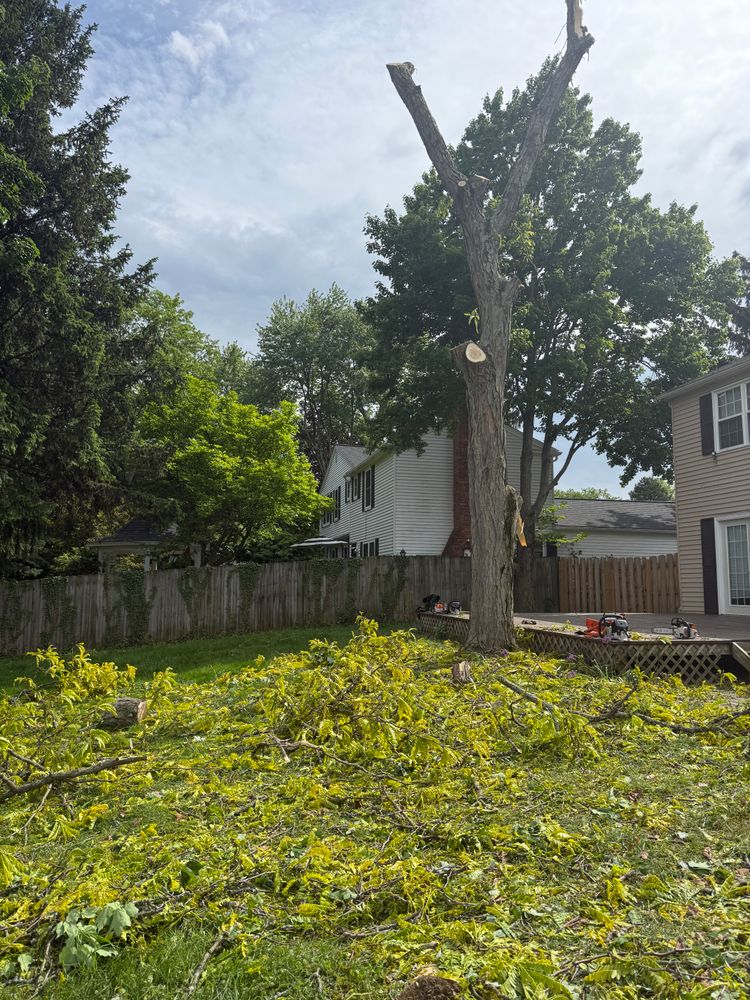 All Photos for Down To Earth Tree Service, LLC in Olmsted Falls, OH