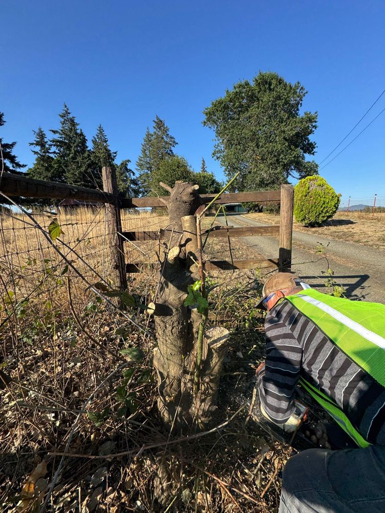 All Photos for Willamette Landscaping and Tree Services in Albany, OR